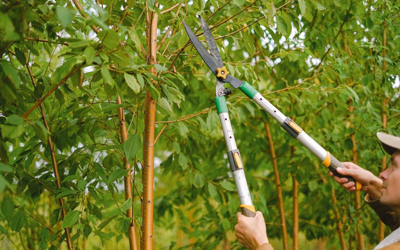 Tree trimming in Elkhorn, WI
